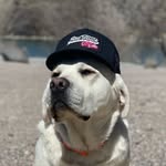 Duke, the shop dog
